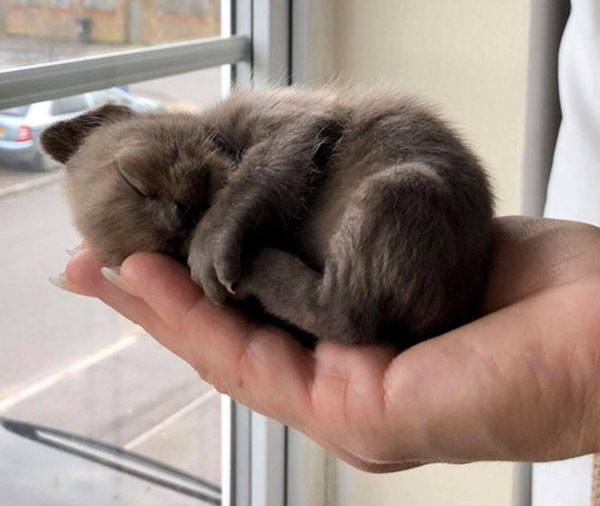kitten in palm of hand