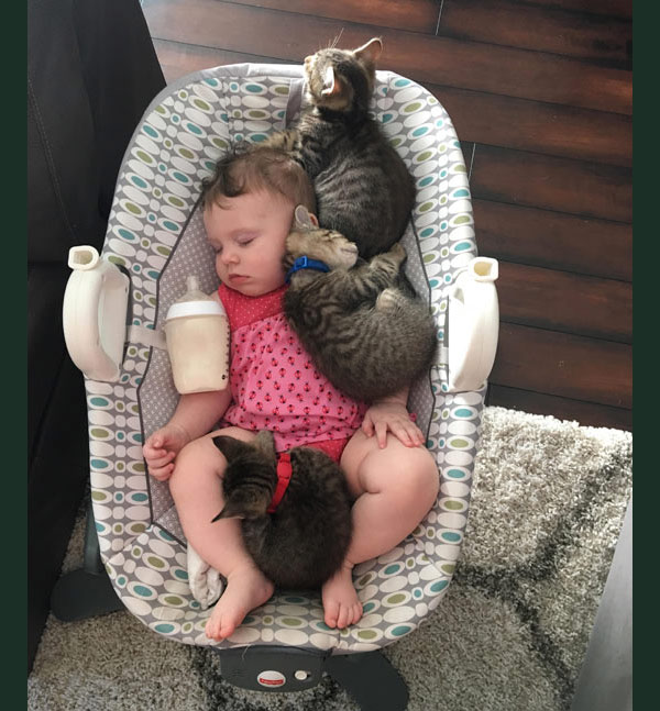 baby and kittens