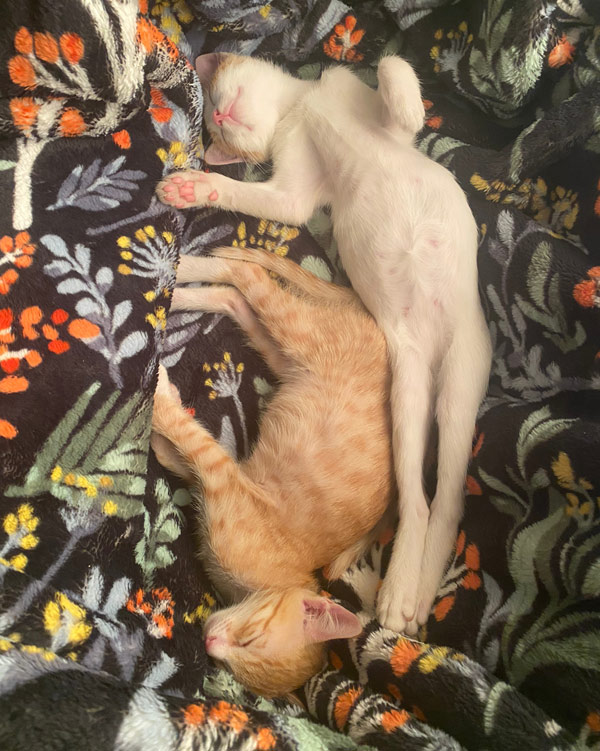 kittens sleeping on flowered quilt