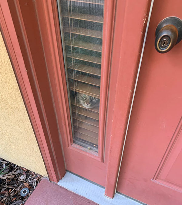 suspicious cat at the door