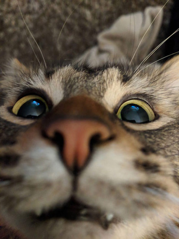 cat camera close-up