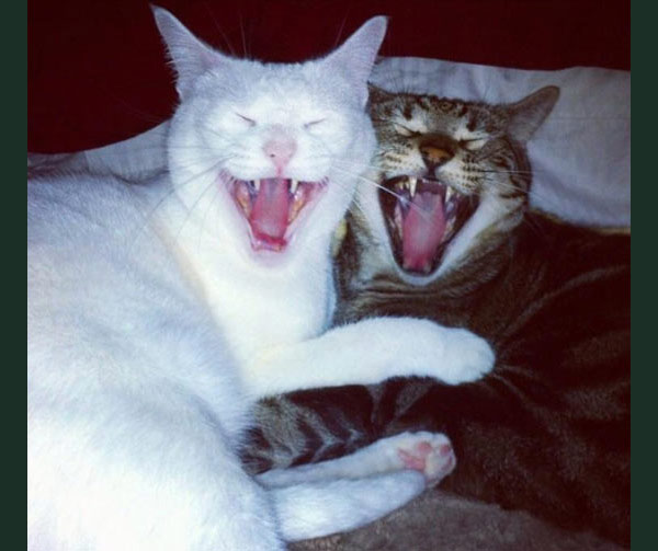 two laughing cats