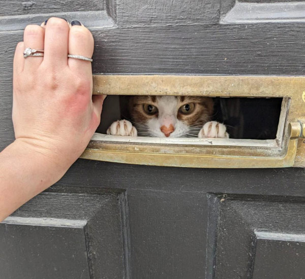 letterbox cat
