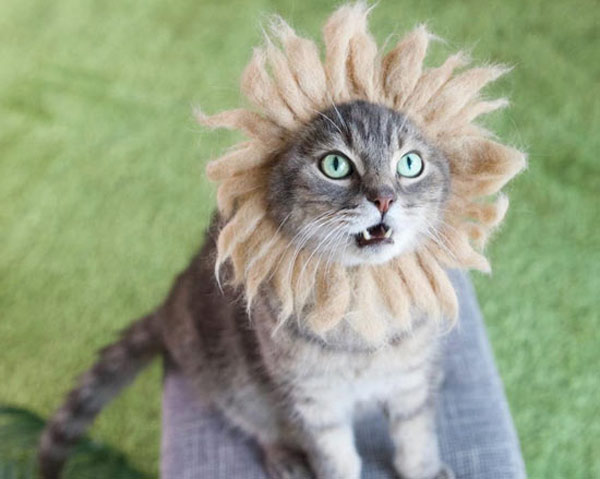 cat with lion's mane
