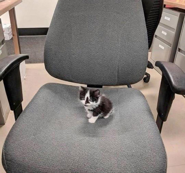 kitten in chair
