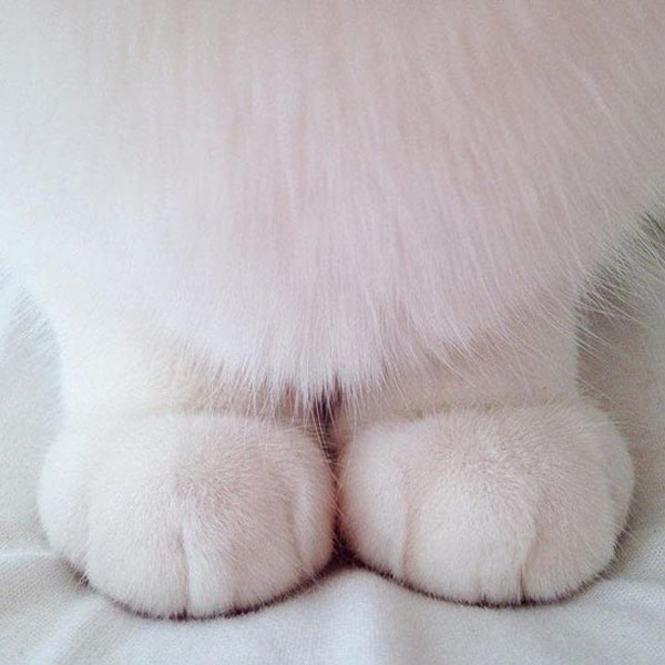 little white cat paws
