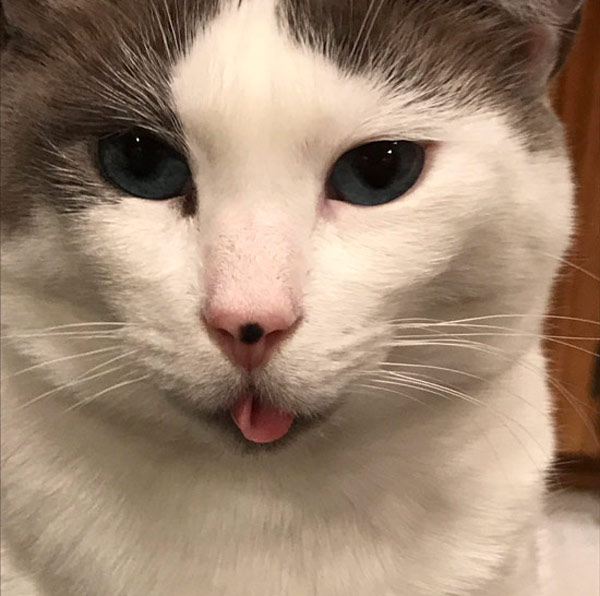 cat with rolled tongue