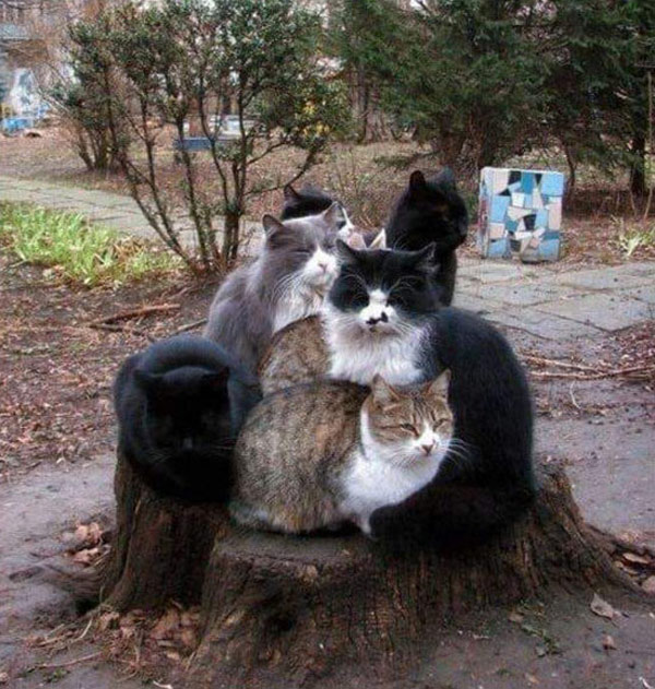 seven cats on a stump