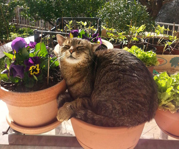 cat basking in flower pot
