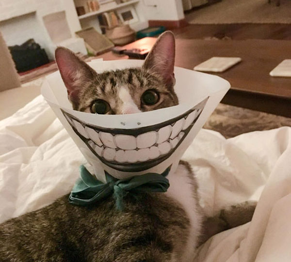 smiling cat cone shame