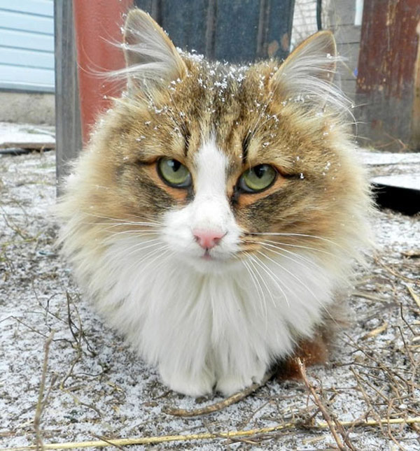 snow-capped  cat