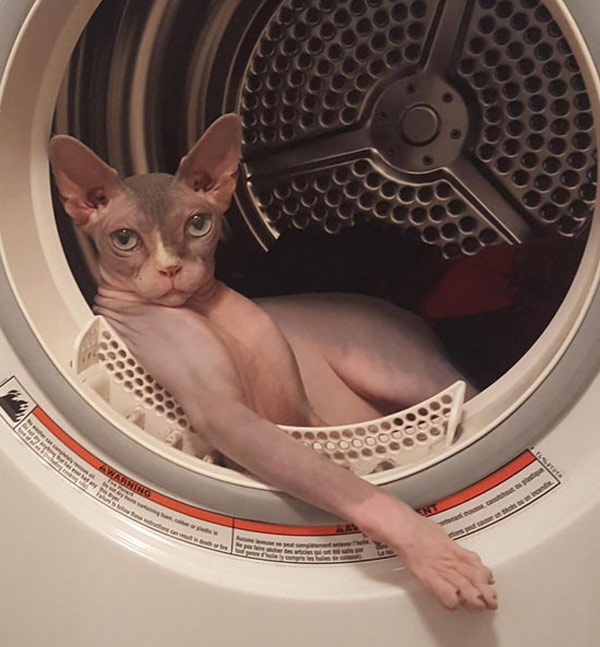 sphynx cat in dryer