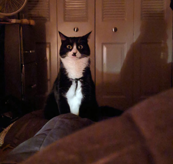 surprised tuxedo cat