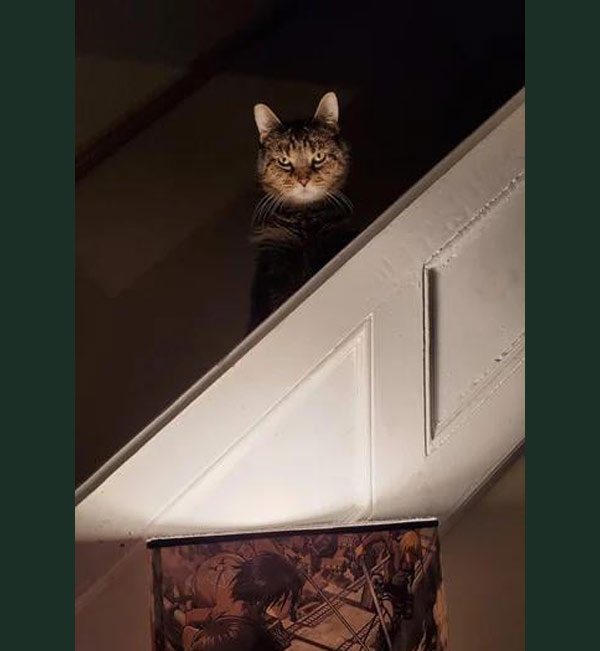 suspicious cat