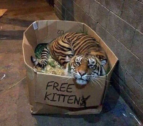 tiger in free kitten box