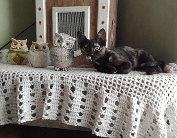 tortie and owls cats