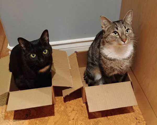 two cats in two boxes