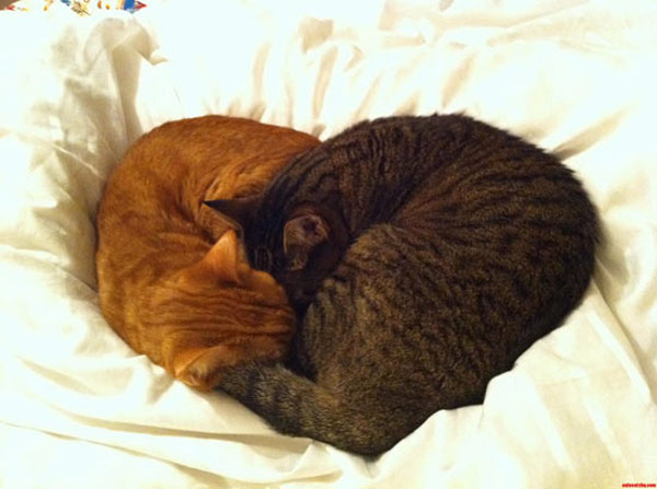 two cats sleep heart cat