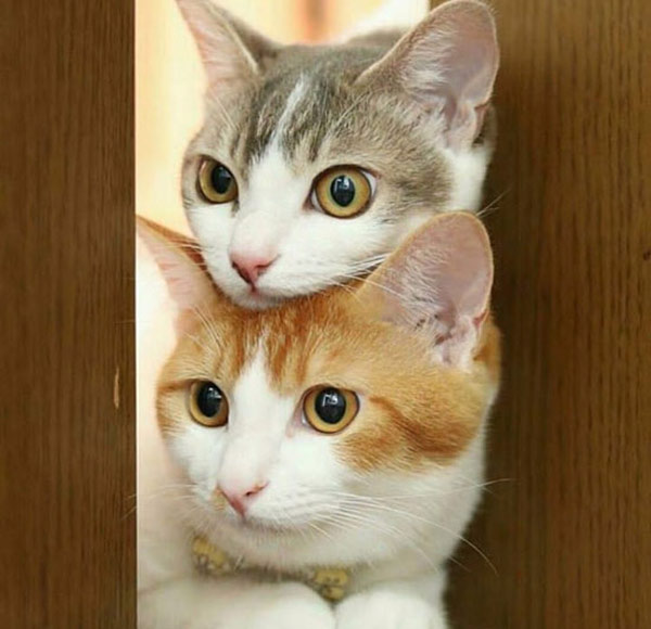 two-headed cat