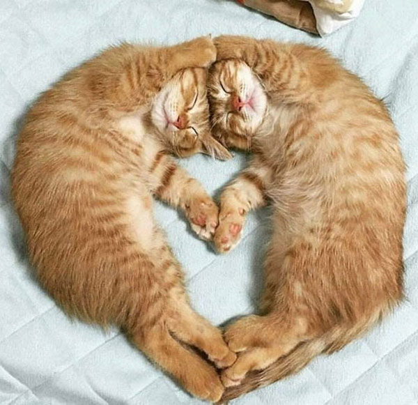 two sleeping kittens