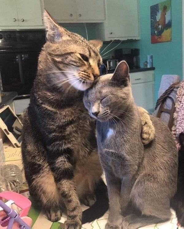two loving cats