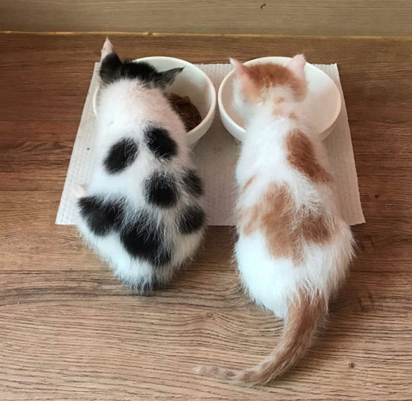 two spotted kittens