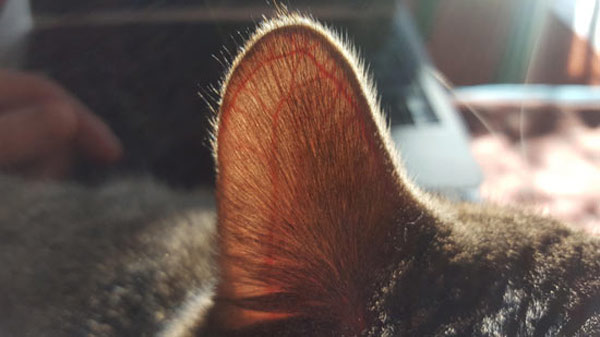 veiny cat ear