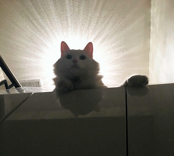 white cat with aura