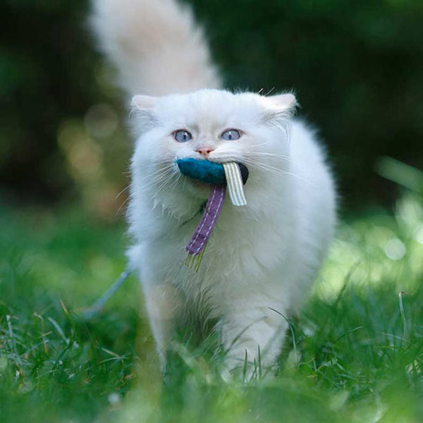 white cat with toy niyse