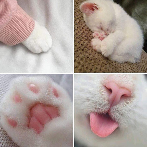 the best parts of a white kitten cat