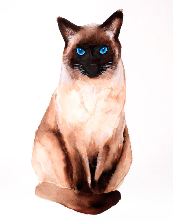 blue eyed siamese art