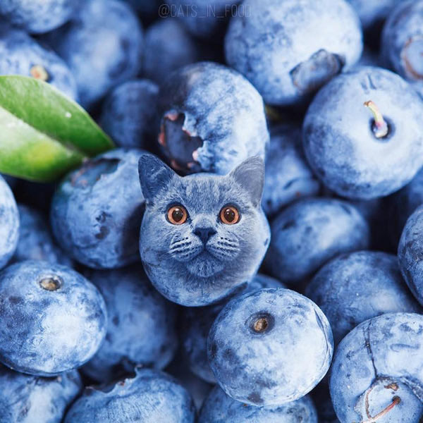 blueberry cat art