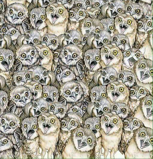 kitty owls  art