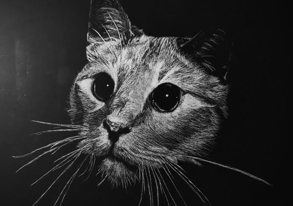 scratchboard cat art