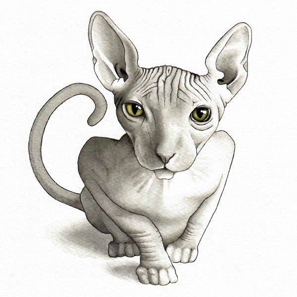 sphynx cat art