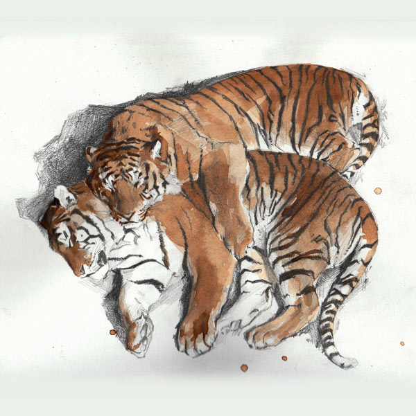 tigers painted with coffee