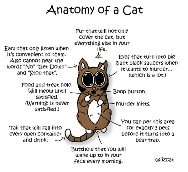 anatomy of a cat comic