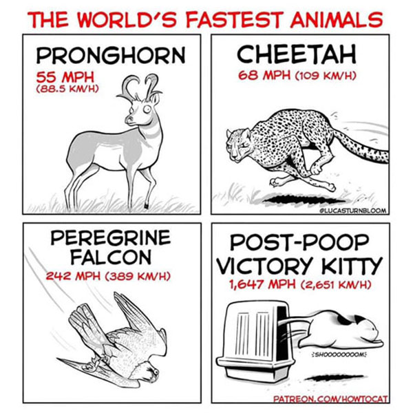 animal speeds comic