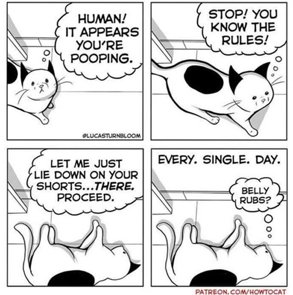 belly rub cat comic