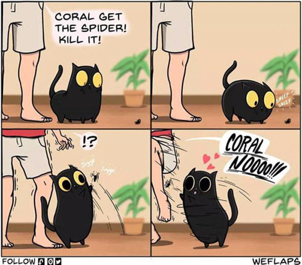 cat and spider comic