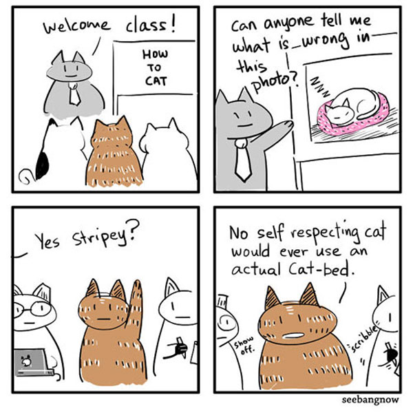 cat bed comic