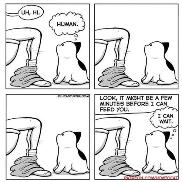 cat in bathroom  comic