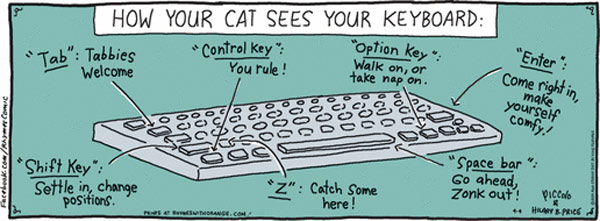 cat keyboard comic