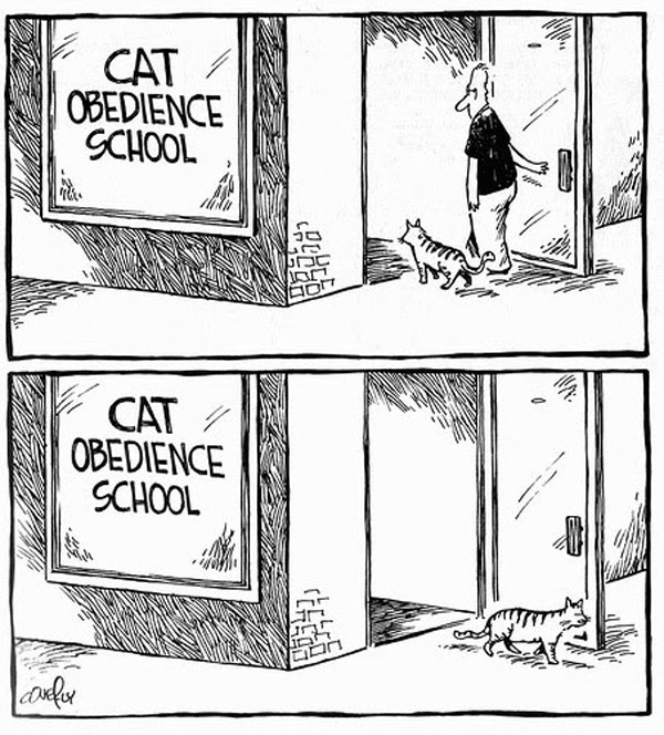 cat obedience school comic