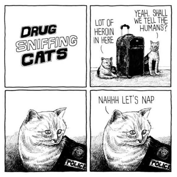 drug sniffing  cat comic