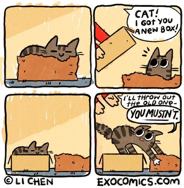 new cat box comic
