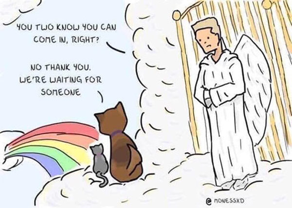 rainbow birdge cat comic