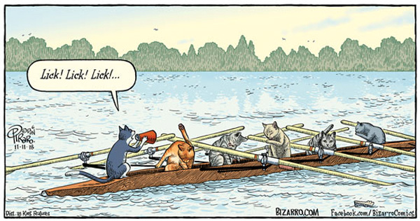 sculling cat comic