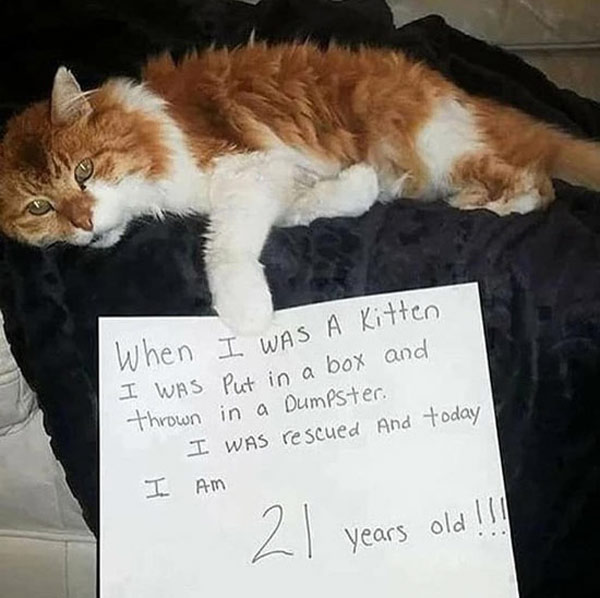 21-year-old cat