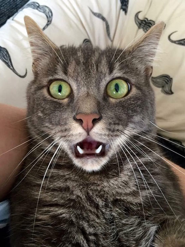 astonished cat